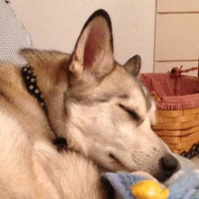 Load image into Gallery viewer, Callie bling leather dog collar