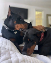 Load image into Gallery viewer, Bells Stud Cluster Wider Width Dog Collar Product vendor