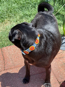 Brady Double disc dog collar