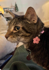 Ellie Flower Leather Cat Collar w/Crystals on Flower & Strap
