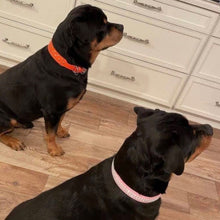 Load image into Gallery viewer, Ava Double Row Close Crystal Leather Dog Collar Product vendor
