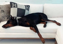 Load image into Gallery viewer, Bells leather dog collar silver stud cluster