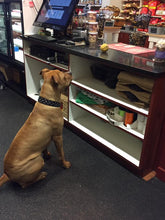 Load image into Gallery viewer, Bells Nickel Stud Cluster Wider Width Dog Collar - Around The Collar NY