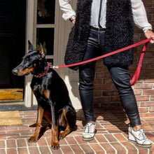 Load image into Gallery viewer, Bells Nickel Stud Cluster Wider Width Dog Collar - Around The Collar NY