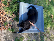 Load image into Gallery viewer, Bone All-In-One Dog Harness with Bone Slider and 3 Austrian Crystals Product vendor