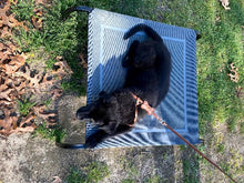 Load image into Gallery viewer, Leather dog all-in-one harness by Around the Collar