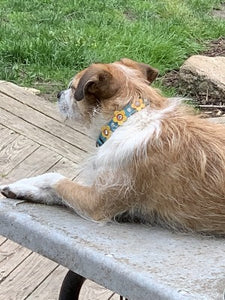 Riley Turquoise Flower Dog Collar