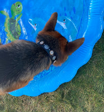 Load image into Gallery viewer, Arnold wearing Brady black leather dog collar