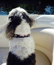 Load image into Gallery viewer, Brie Leather Dog Collar with Alternating Swarovski Crystals - Around The Collar NY