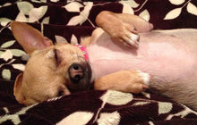 Load image into Gallery viewer, Brie Leather Dog Collar with Alternating Swarovski Crystals - Around The Collar NY