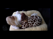 Load image into Gallery viewer, Brie Leather Step-In Harness with Bezel Set Crystals - Around The Collar NY