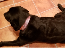 Load image into Gallery viewer, Carmel Double Row Swirl Crystals Wide Dog Collar Product vendor