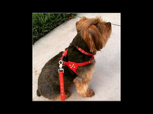 Load image into Gallery viewer, Brie Leather Step-In Harness with Bezel Set Crystals - Around The Collar NY