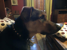 Load image into Gallery viewer, Brie Leather Dog Collar with Alternating Swarovski Crystals - Around The Collar NY