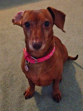 Load image into Gallery viewer, Brie Leather Dog Collar with Alternating Swarovski Crystals - Around The Collar NY