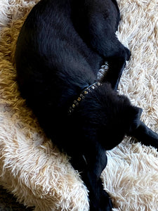 Jaxon Leather Dog Collar with Nickel Eyelet & Stud Cluster