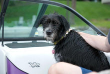 Load image into Gallery viewer, Riley Leather Flower Dog Collar Product vendor