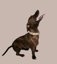 Load image into Gallery viewer, Lincoln Leather Dog Collar with Nickel Stars and Swarovski Jewel Cluster - Around The Collar NY