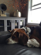 Load image into Gallery viewer, Riley Leather Flower Collar - Around The Collar NY