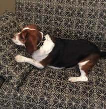 Load image into Gallery viewer, Riley Leather Flower Collar - Around The Collar NY