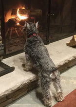 Load image into Gallery viewer, Riley Leather Flower Dog Collar Product vendor