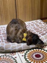 Load image into Gallery viewer, Bow Leather Dog Collar with Crystals on Large Bow Product vendor