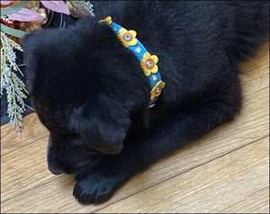 Riley Flower Dog Collar