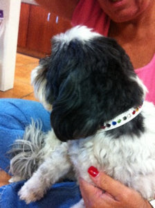 Shanti Random Multi Crystal Leather Dog Collar - Around The Collar NY