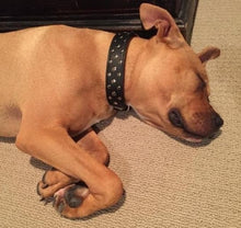 Load image into Gallery viewer, Bells Nickel Stud Cluster Wider Width Dog Collar - Around The Collar NY