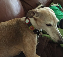 Load image into Gallery viewer, Brady Double Disc Leather Dog Collar with Nickel Stud Center WIP - Around The Collar NY