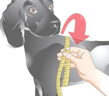 Cargar imagen en el visor de la galería, Classic Leather Step-In Harness - Around The Collar NY