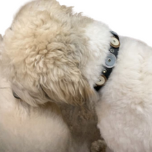 Load image into Gallery viewer, Brady Double Disc Leather Dog Collar with Crystals on Disc and Collar Product vendor