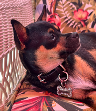 Load image into Gallery viewer, Dog wearing his Ava double row crystal dog collar in black with Jet Crystals