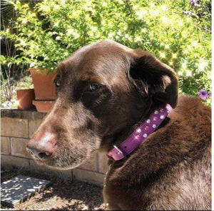 Callie Cluster of Crystals Leather Dog Collar