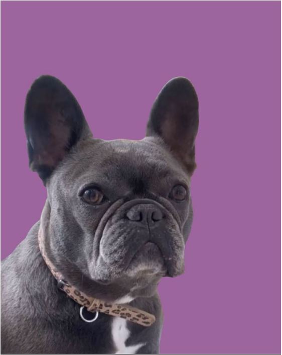 Classic Leopard Dog Leather Collar