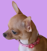 Load image into Gallery viewer, Crystals on dog collar