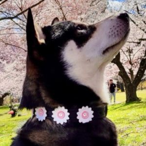 Maci Leather Flower Collar with Crystal on Flower