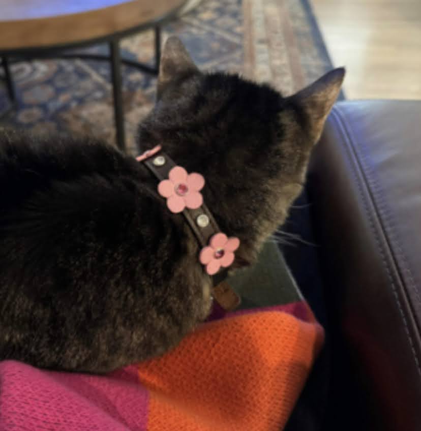 Ellie Flower Leather Cat Collar w/Crystals on Flower & Strap