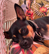 Load image into Gallery viewer, Ava Double Row Close Crystal Leather Dog Collar Product vendor
