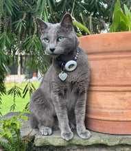 Load image into Gallery viewer, Shanti Leather Cat Collar with Single Row Crystals Close Together Product vendor