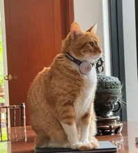Load image into Gallery viewer, Shanti Leather Cat Collar with Single Row Crystals Close Together Product vendor