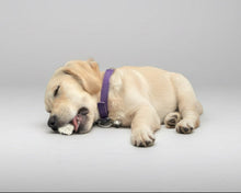 Cargar imagen en el visor de la galería, Classic Leather Dog Collar