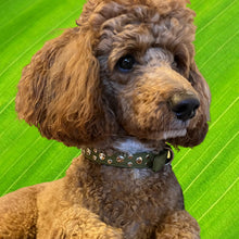 Load image into Gallery viewer, Bells Stud Cluster Leather Dog Collar Product vendor