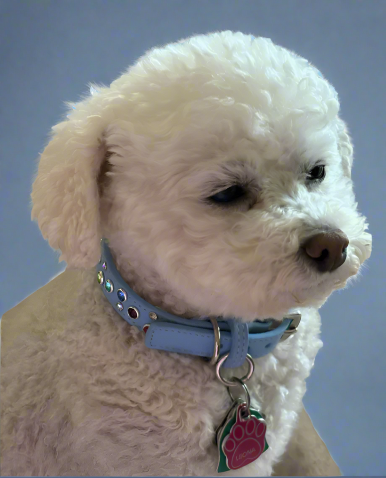 Stacy Rainbow Multi Cluster Jeweled Leather Dog Collar Product vendor