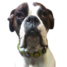Cargar imagen en el visor de la galería, Harley wearing Brady dog collar