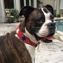 Load image into Gallery viewer, Breck Wider Leather Dog Collar with Star and Nickel Stud Cluster - Around The Collar NY