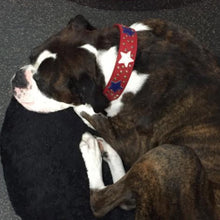 Load image into Gallery viewer, Breck Wider Leather Dog Collar with Stars and Nickel Stud Cluster Product vendor