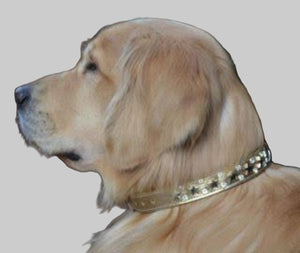 Stars & Crystals Lincoln Gold Leather Dog Collar