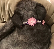Load image into Gallery viewer, Rumi flower purple dog collar