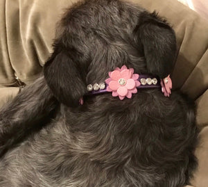Rumi flower purple dog collar